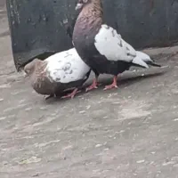 کفتر|پرنده|مشهد, بلال|دیوار