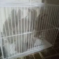 خروس.