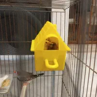 فنج بنگالی و معمولی دو جفت