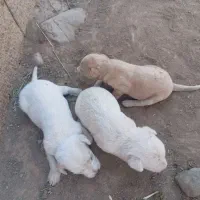 پاکوتاه