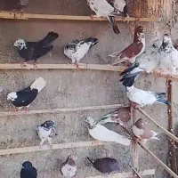 ۷۰ عدد کبوتر