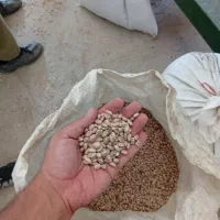 لوبیا چیتی بوجاری شده یک تن موجود کیلویی 250