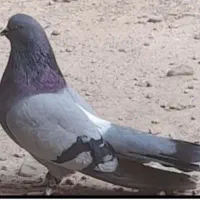 کبوتر اصفهانی