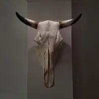 جمجمه گاو ورزا طبیعی