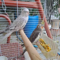 عروس هلندی ماده و نر ۸ماهه