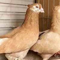 کبوتر... خانم پول لازم