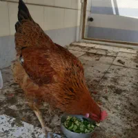 مرغ تخم گذار چاق وچله
