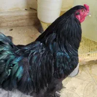 برهما خروس  بلک و پورسلن معاوضه