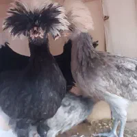 لهستانی ست مرغ خروس