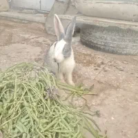خرگوش بازیگوش