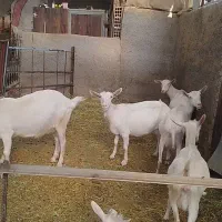 بزسانن