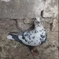 ماده سوسکی دم سفید