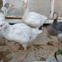 جوجه غاز دو ماهه