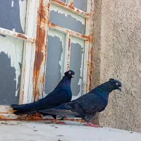 بوشهری پرشی تیدی گرما پریده