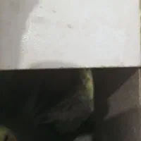 عروس هلندی با تخم وجوجه