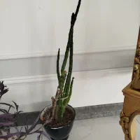 برگ بیدی کروتون