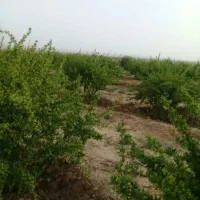 زمین کشاورزی