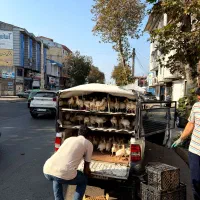 جوجه بوقلمون بیوتی فوق سنگین