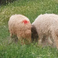 بره دانه ۲۲ کیلو     جفتی ۴۴ کیلو
