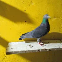 ماده عربستان