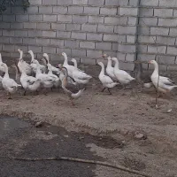 فروش غاز سالم سالم درشت