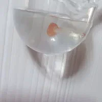 بچه ماهی گوپی