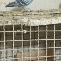 جفت پلاکی|پرنده|مسجد سلیمان, |دیوار