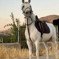 مادیان ۶ دانگ کره سیروان لارتی