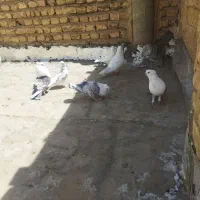 کبوتر|پرنده|پیشوا, |دیوار