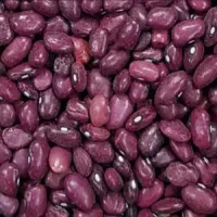 لوبیا قرمز برداشت امسال زیر قیمت بازار