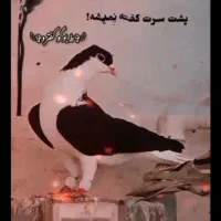 فروش دوتا بره نر رگایی