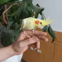 جوجه عروس هلندی