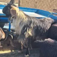 یک عدد دبر گمشده