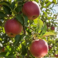 پخش تست آبمیوه