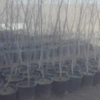 فروش صد اصله نهال گردوکاغذی گلدانی