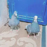 ۲تانقره ای پلنگ فروشی