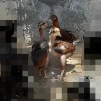 جوجه .لاری ارزان شد