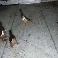 کبوترنر