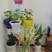 استند گل طبیعی