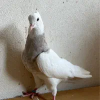 تعدادی کبوتر طوقی