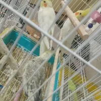 عروس هلندی مولد