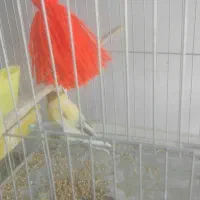قناری ماده معاوضه