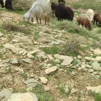 بز گوشتی|حیوانات مزرعه|دهگلان, |دیوار