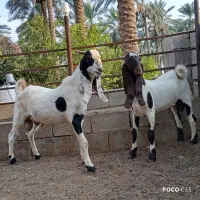 چپشت مخصوص داشتی