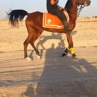 اسب مادیون