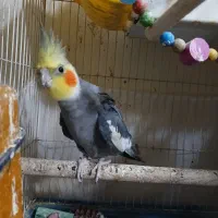 عروس هلندی جوان وجفت