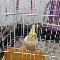 دوعدعروس هلندی نروماده آماده تخم گذاری|پرنده|شاندیز, |دیوار