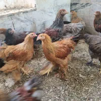 برهما