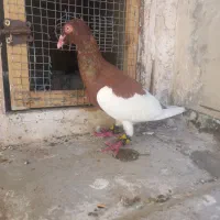 کفتر