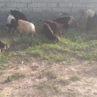 فروش   ۱۰ عدد بز غاله